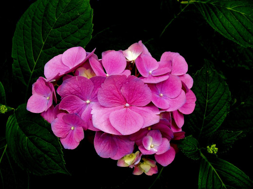 798206 (a): :2000x1500
